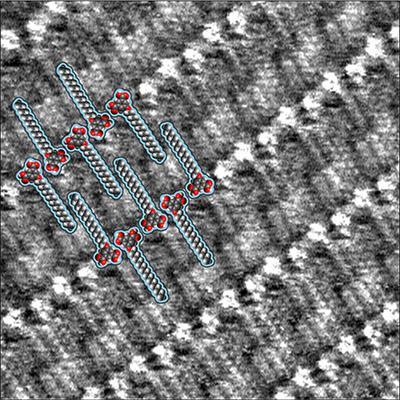 高取向热解石墨上自组装5-十八氧异二甲酸单分子层的STM图像。