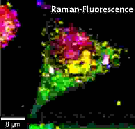 Witec相关拉曼荧光细胞生物学